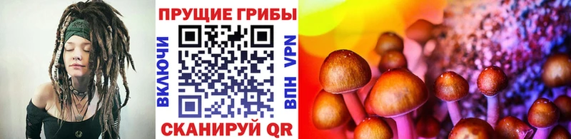 Псилоцибиновые грибы Psilocybe Новая Ладога